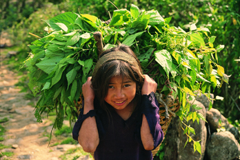 Bambina con l'erba in Nepal
